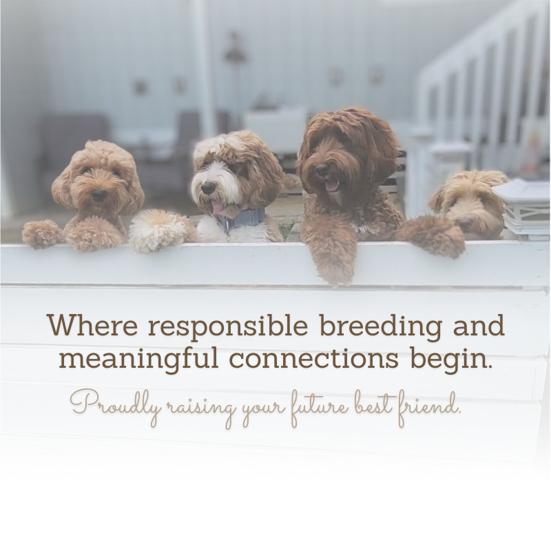 Where responsible breeding and meaningful connections begin. Proudly raising your future best friend.