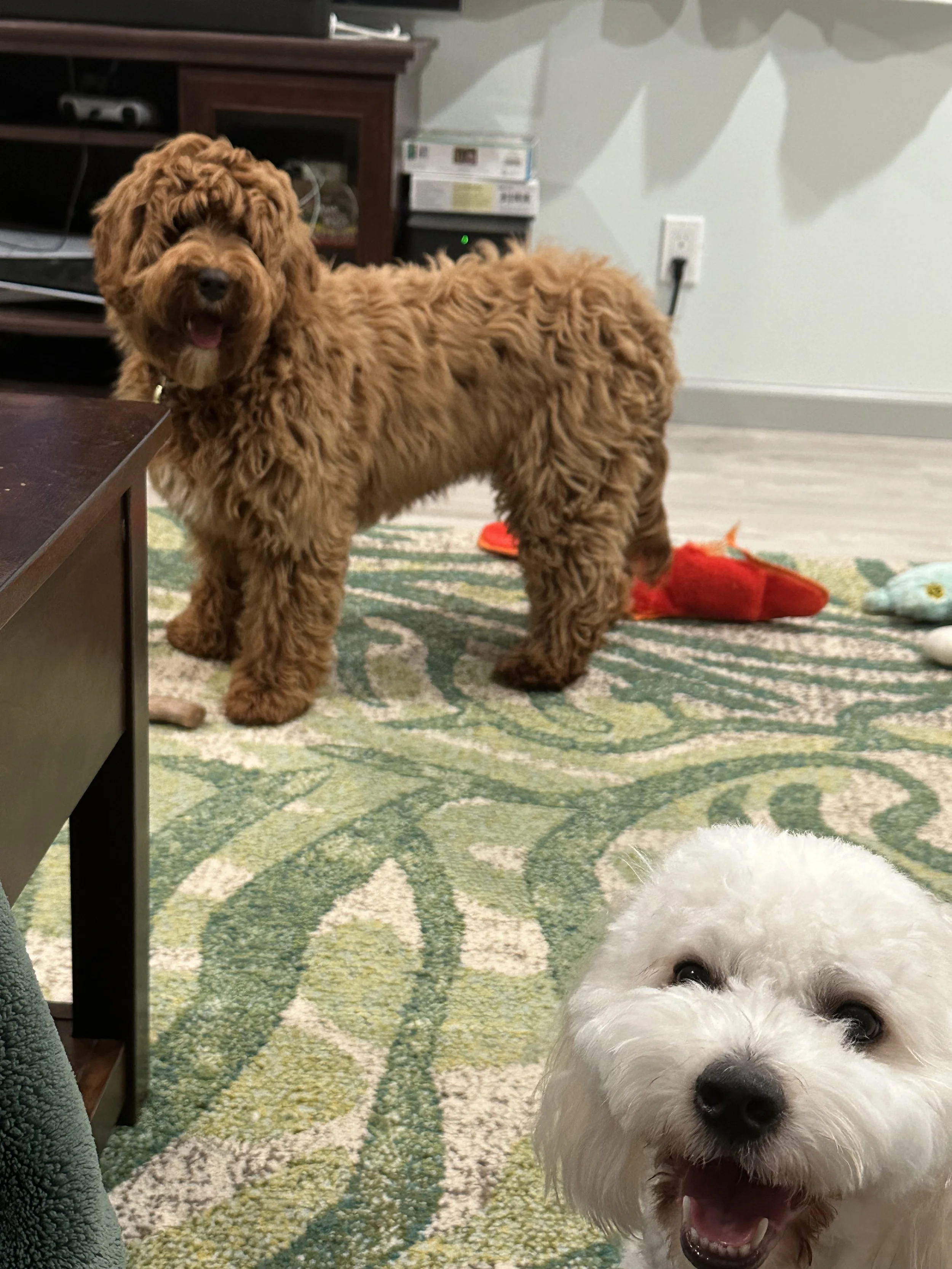 Life with Sunny and Thunder