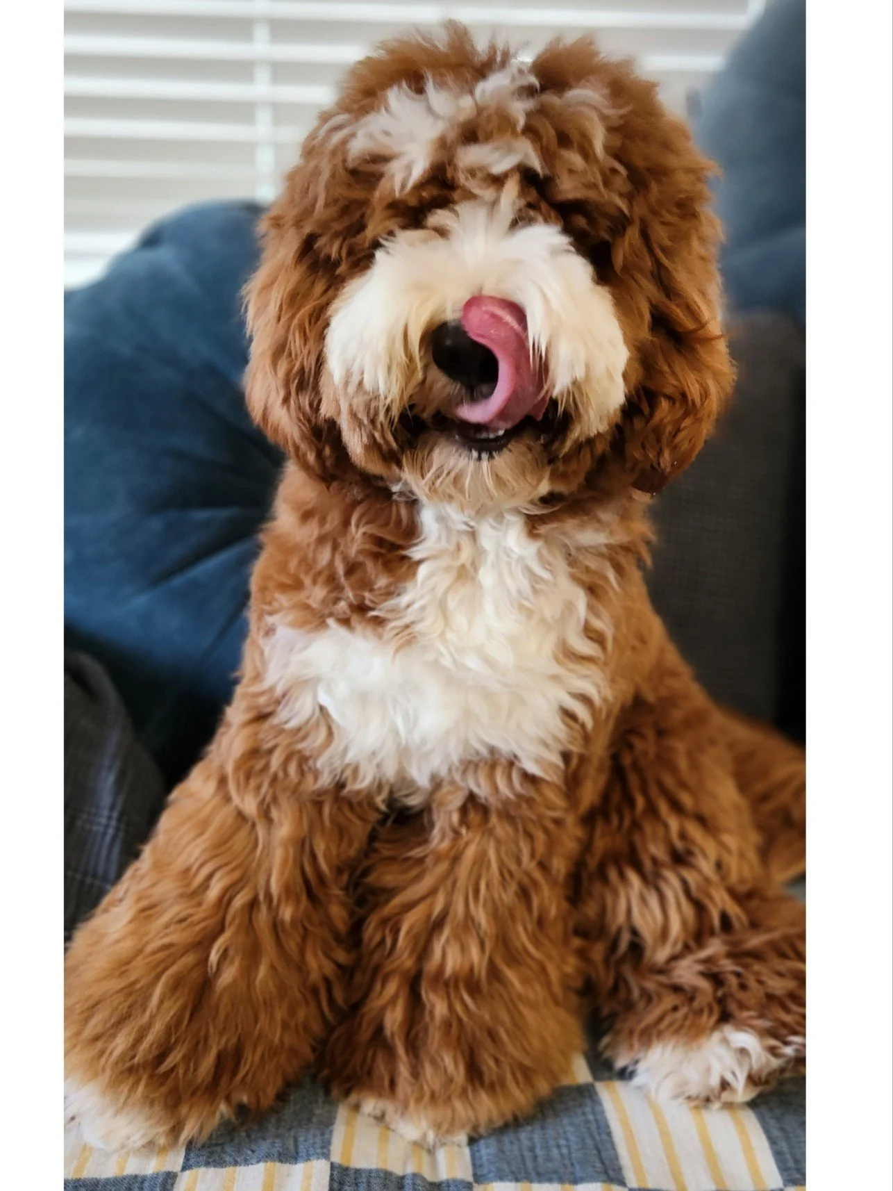 Kuma