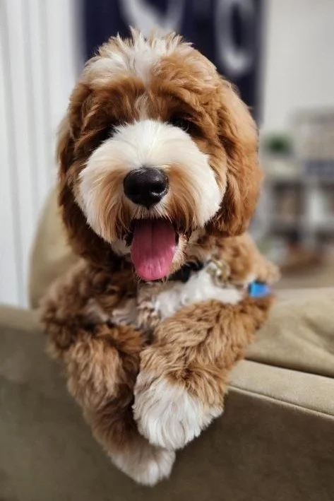 Kuma