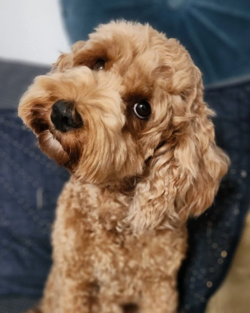 Beni