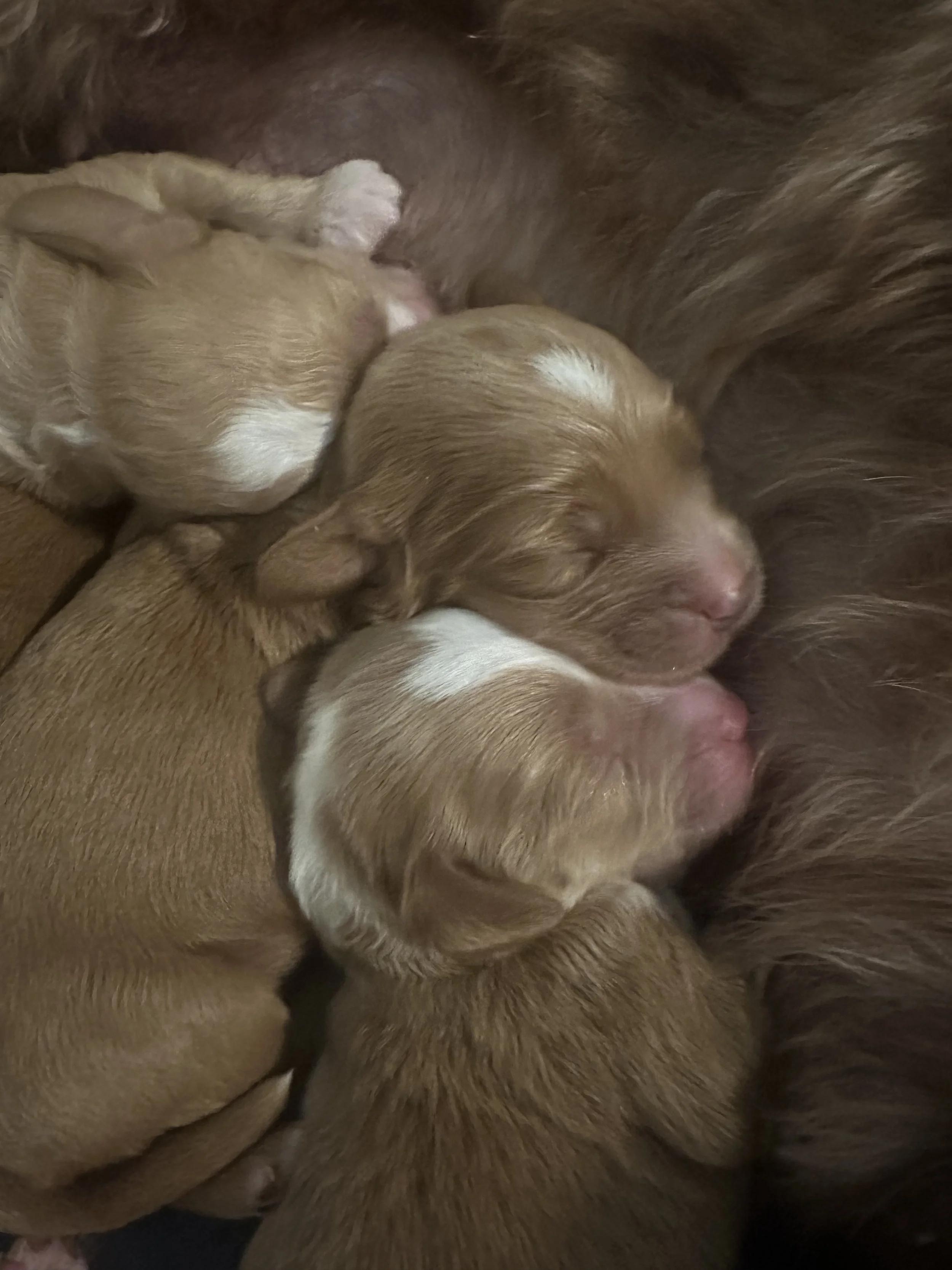 Labradoodle puppy