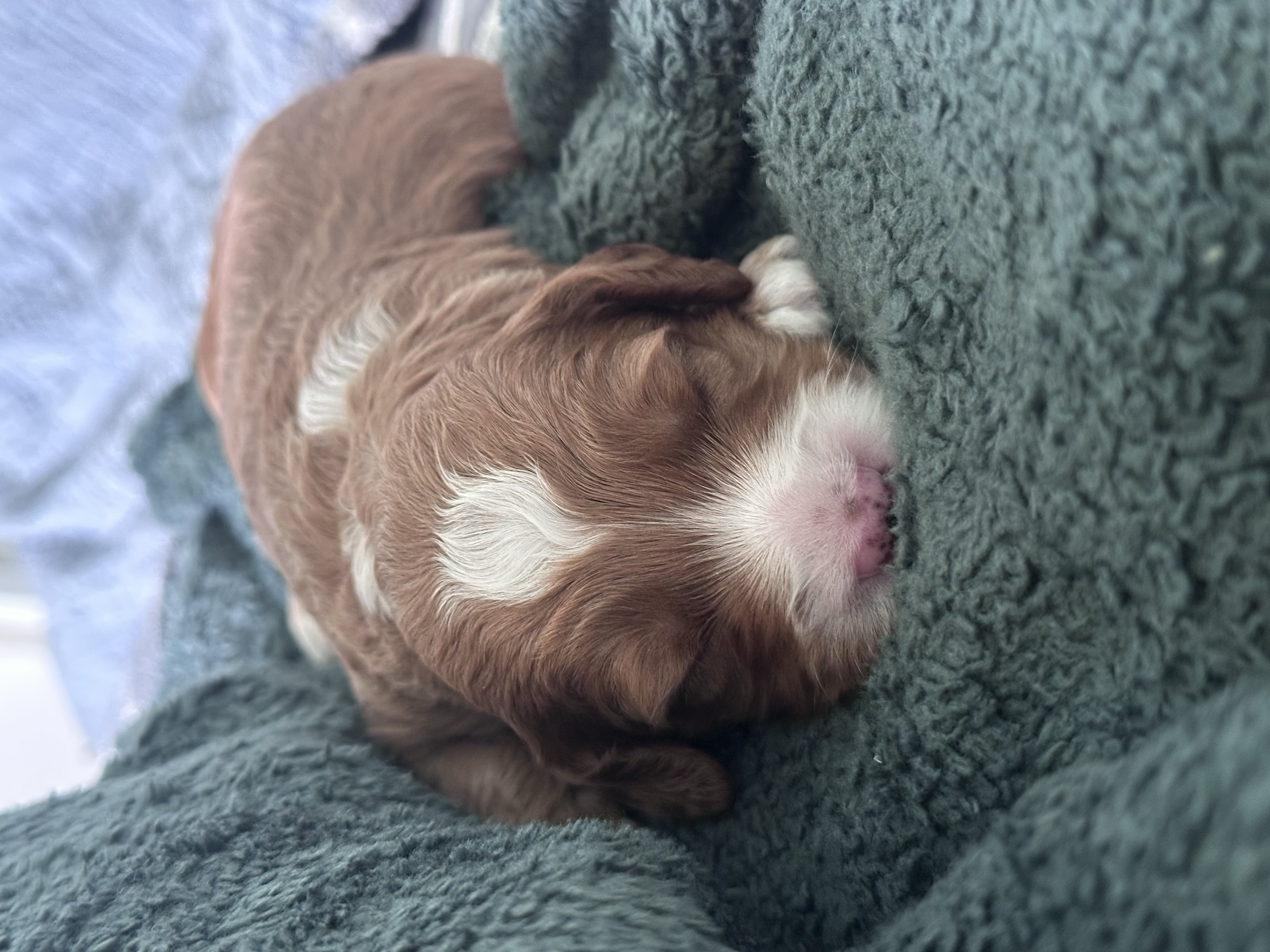 Labradoodle puppy