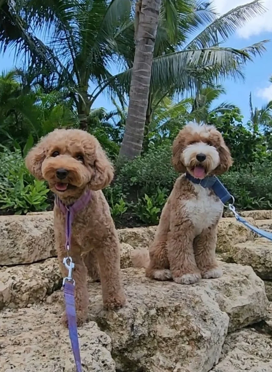 Beni and Kuma enjoying the great outdoors!