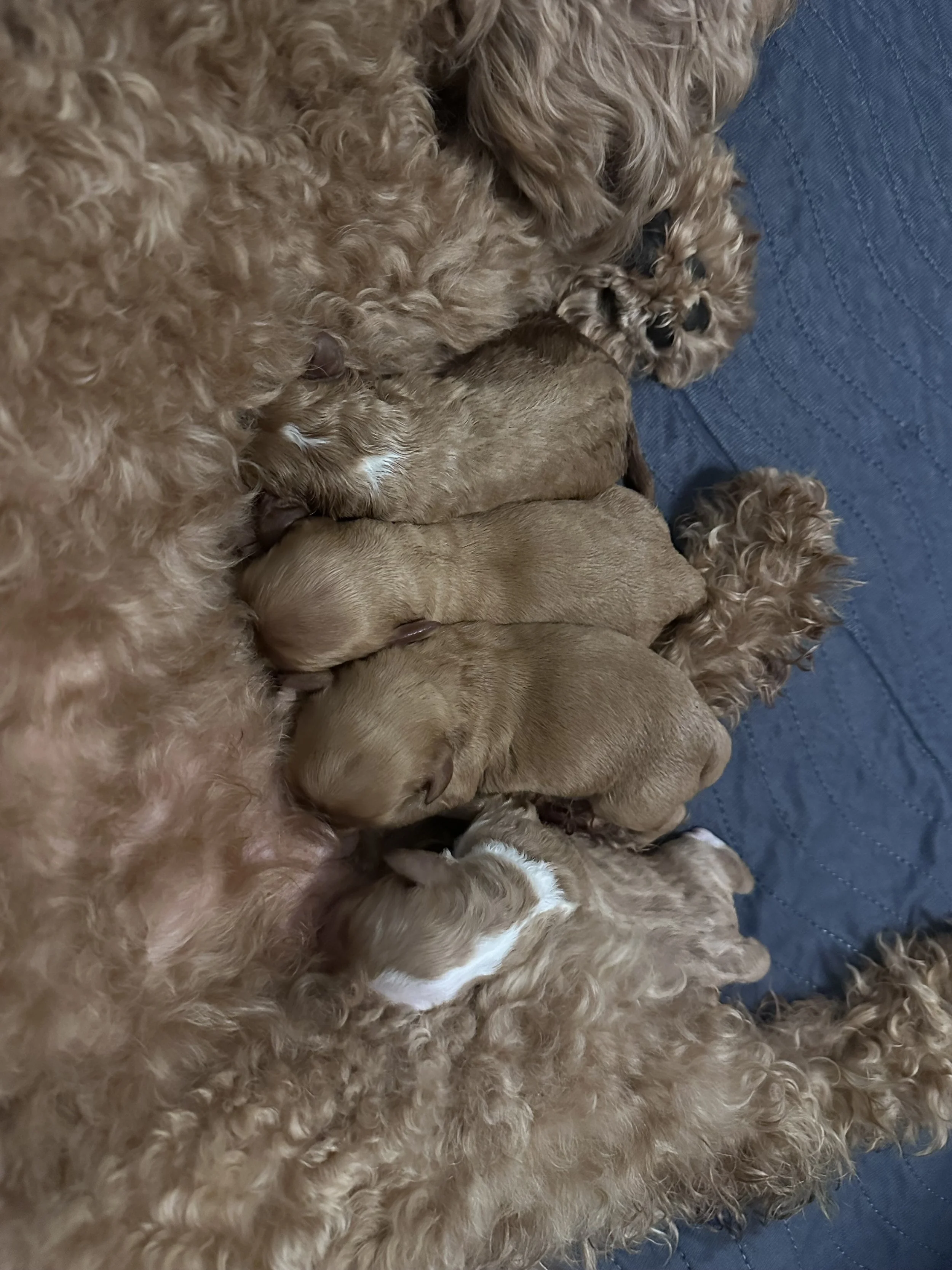 Beni’s newborn puppies at one day old